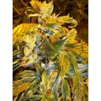 Read Ice cannabis seeds Reviews